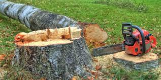 Best Root Management and Removal  in Saginaw, TX