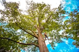  Saginaw, TX Tree Services Pros