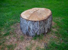 Best Tree Preservation Services  in Saginaw, TX