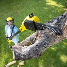 Reliable Saginaw, TX Tree Services Solutions