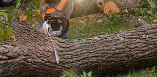 Best Lawn Renovation and Restoration  in Saginaw, TX