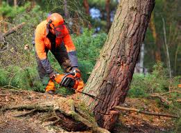 How Our Tree Care Process Works  in  Saginaw, TX