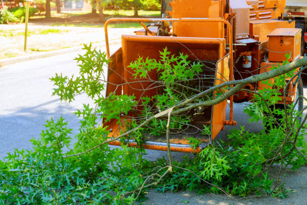 Best Sod Installation  in Saginaw, TX