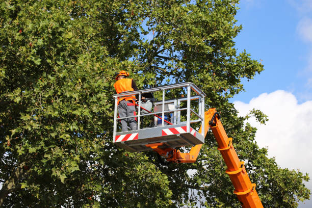 Best Firewood Processing and Delivery  in Saginaw, TX