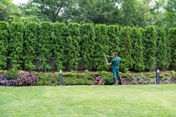 Best Storm Damage Tree Cleanup  in Saginaw, TX