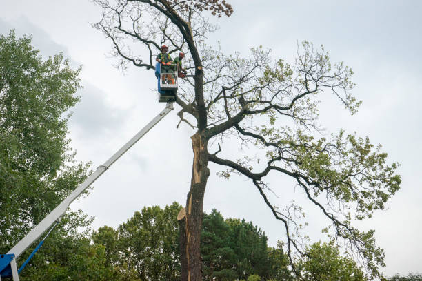 Best Hedge Trimming  in Saginaw, TX
