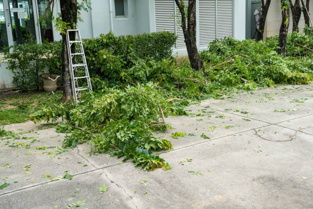 Best Tree Health Inspection  in Saginaw, TX