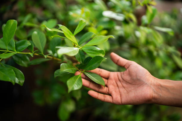 Best Pest Control for Lawns  in Saginaw, TX