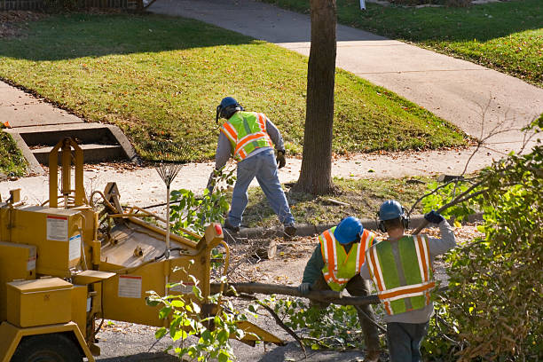 Best Lawn Maintenance Plans  in Saginaw, TX