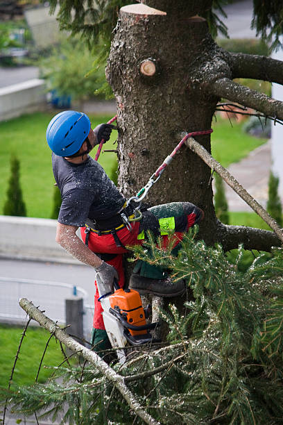 Best Arborist Consultation Services  in Saginaw, TX