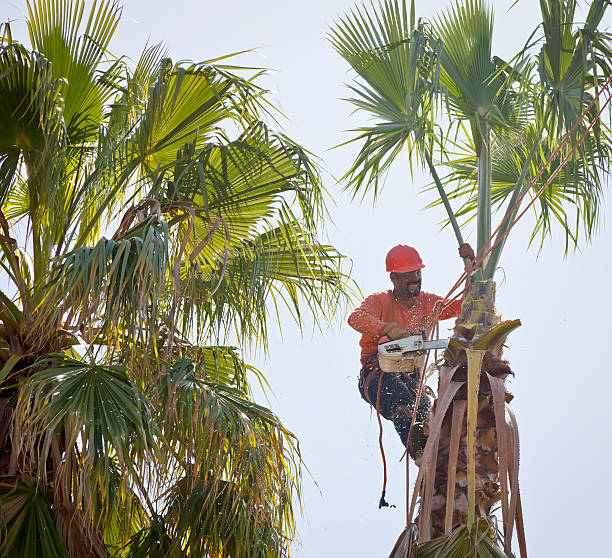 Best Tree Cabling and Bracing  in Saginaw, TX