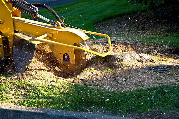 Best Tree Disease Treatment  in Saginaw, TX