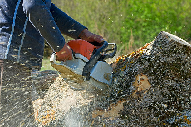Best Weed Control  in Saginaw, TX