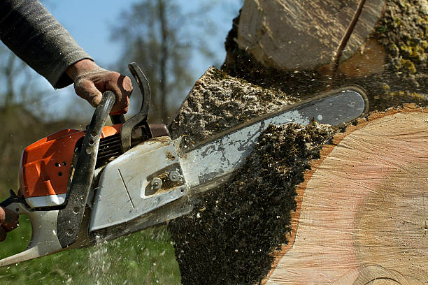 Best Leaf Removal  in Saginaw, TX