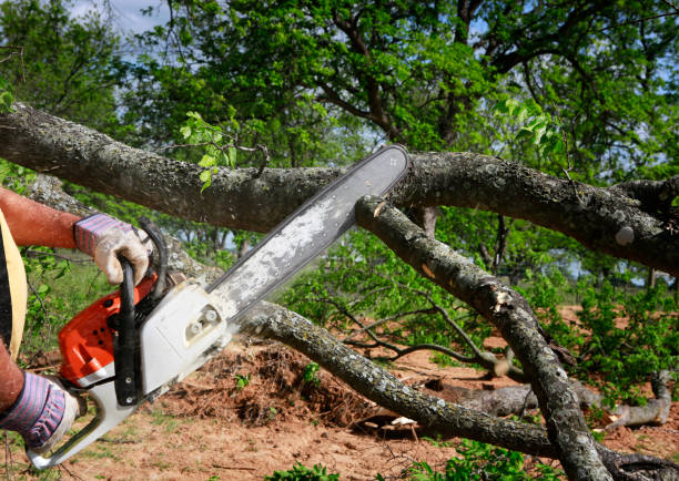 Best Tree Mulching  in Saginaw, TX