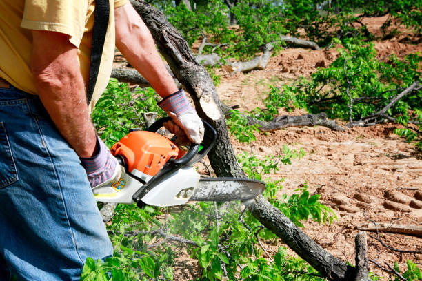 Lawn Pest Prevention in Saginaw, TX